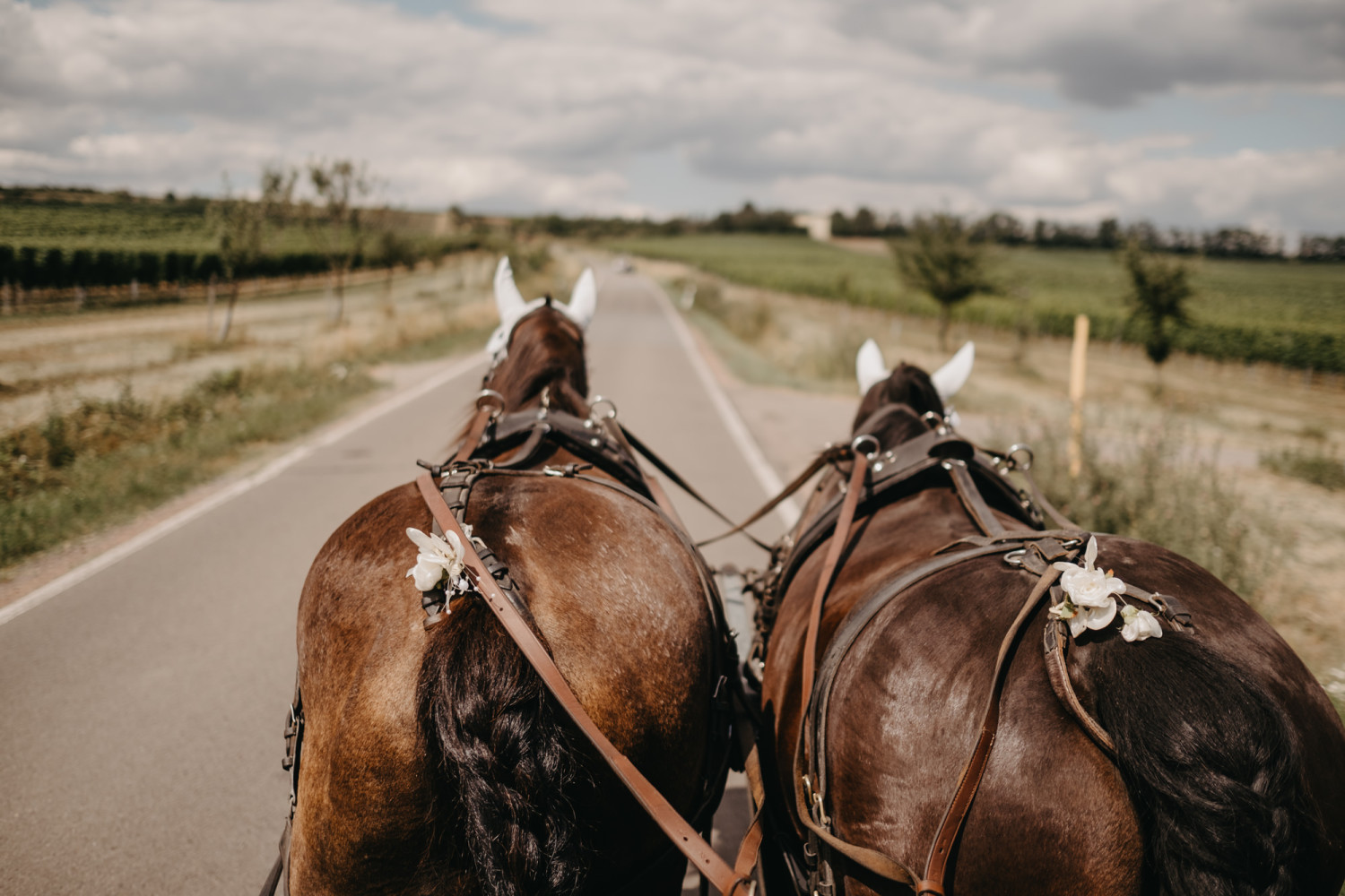 0234- Hochzeit Weingut Mussler - Bissersheim - Corinna & Patrick - Stephan Presser Photography